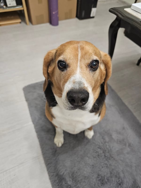 Beagle photographed at home in Burgas, Bulgaria