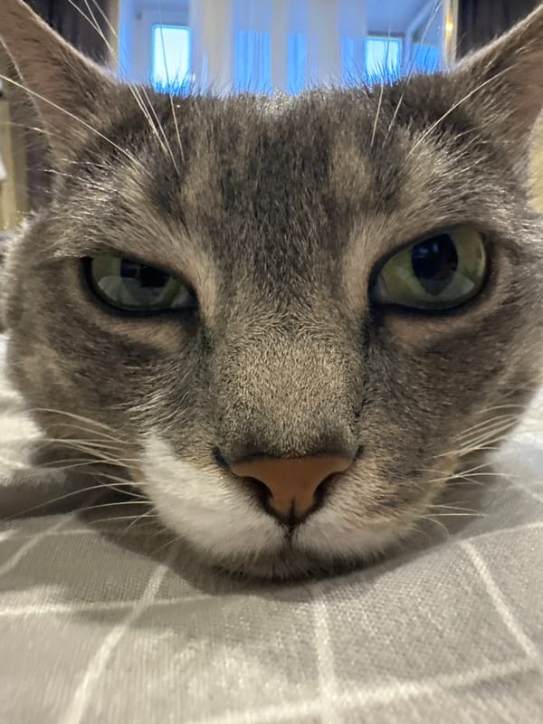 Cat napping indoors, moon watching from outside