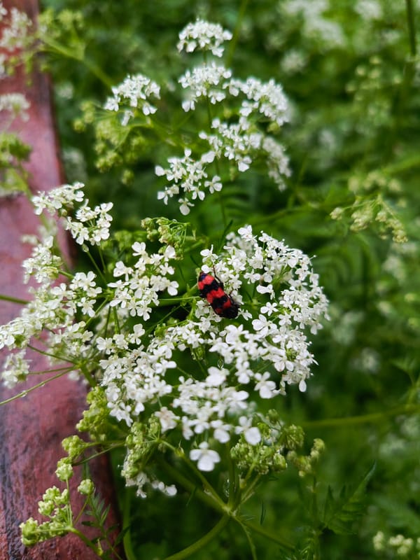 Late-night nature and housing observations recorded in Chaikovsky, Russia