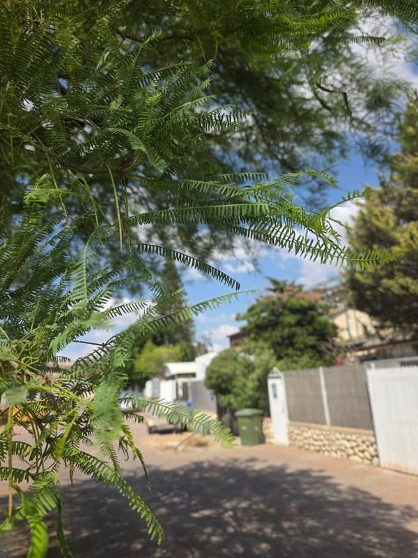 Residential street view through foliage captured in Be'er-Sheva