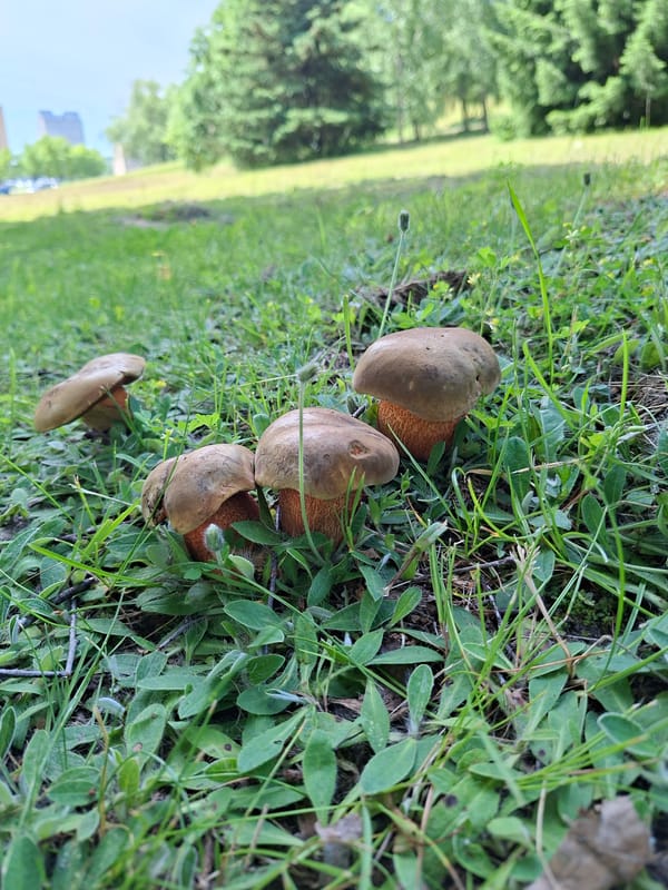 Nature walk through Alytus parks and meadows, midsummer morning