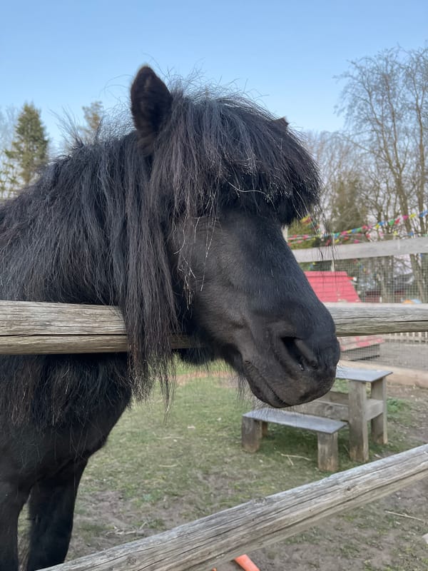 Black horse photographed at paddock in Ādaži, Latvia