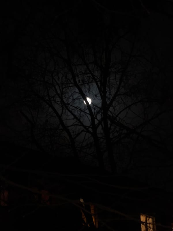 Clouded moon photographed through bare branches in Moscow