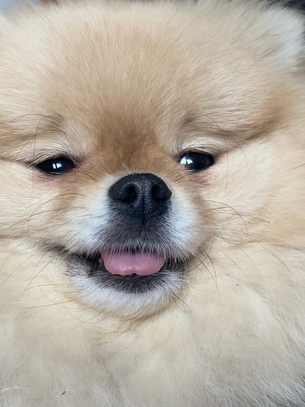 Pomeranian and budgerigar share playful indoor moment together