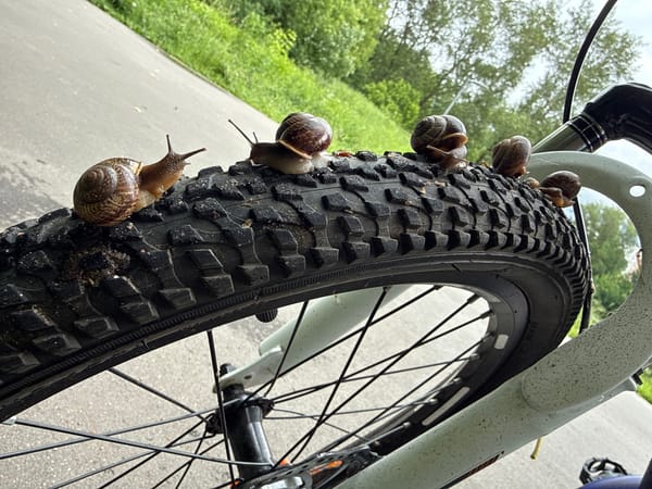 Snails on a bike tire, lily pads, and a Moscow park afternoon