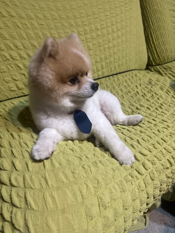 Pomeranian pampering and a chill backyard night in Abkhazia