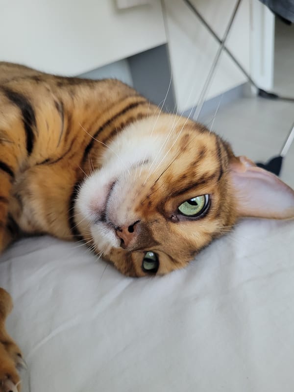 Bengal cat lounging indoors in Saint Petersburg