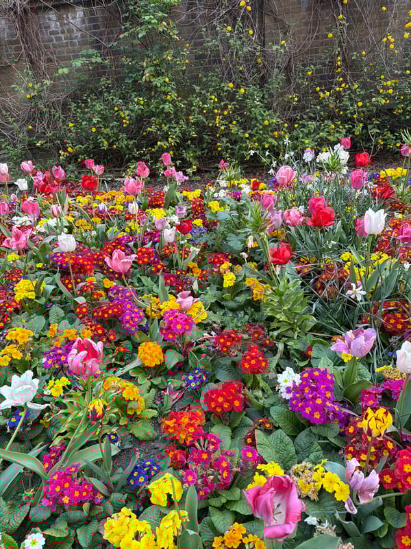 Spring flowers bloom as visitors enjoy St. James's Park