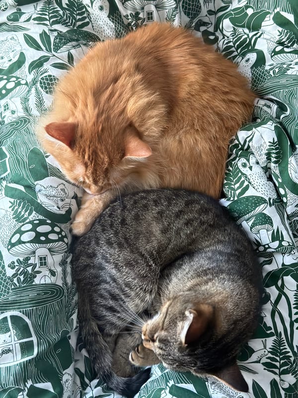 Two cats rest on patterned bedding in Belgrade