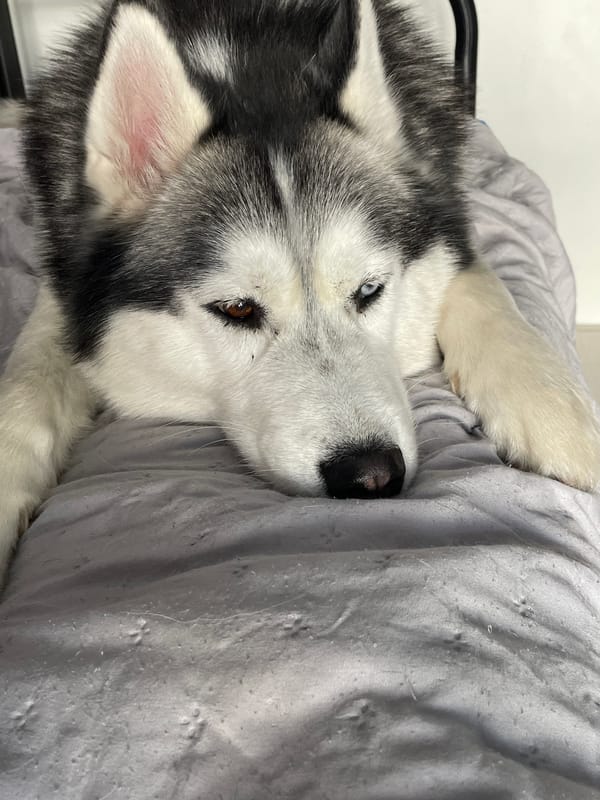 Husky with heterochromia relaxes and yawns indoors
