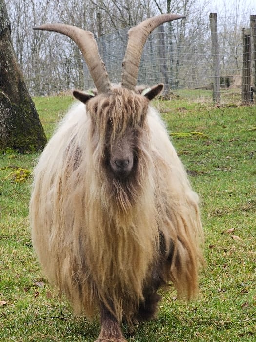 Visitor explores Luxembourg animal park, documents wildlife and playground