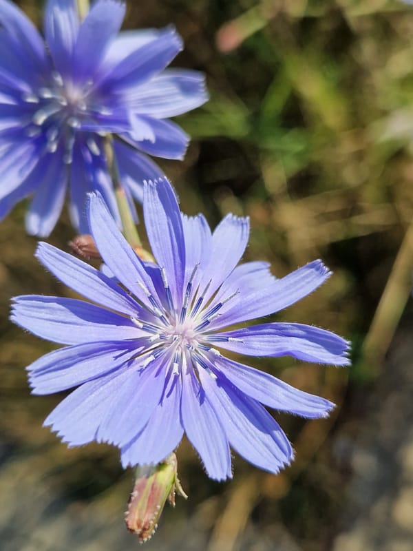 Chicory flowers, street art, and park greenery in Sofia