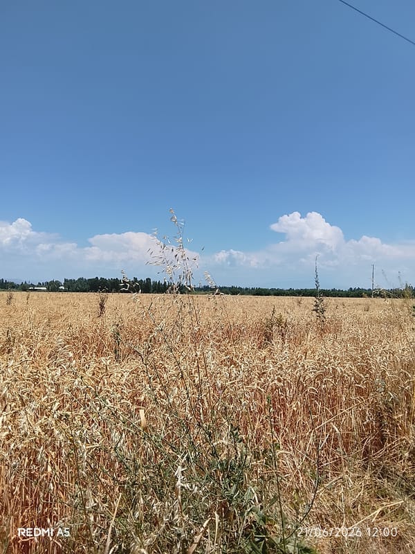 Summer morning across wheat fields and open sky in Ozod