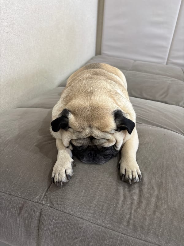 Pug's lazy morning documented on couch in Noviy, Russia