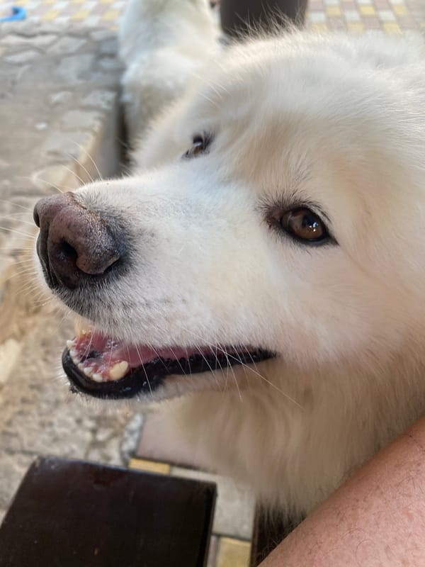 Samoyed takes it easy on a brick patio
