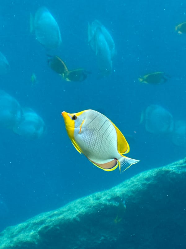 Aquarium visit documented in Serik, Turkey featuring diverse marine life