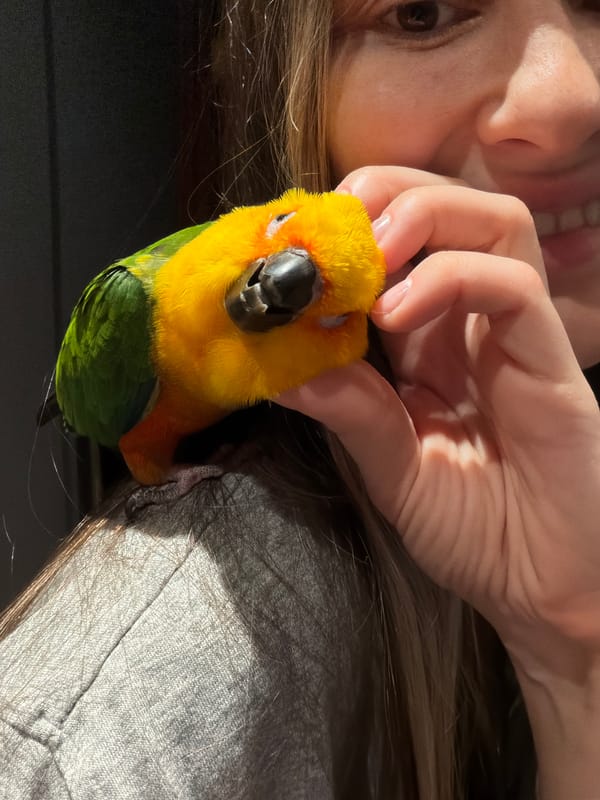 Woman plays with colorful parrot, takes selfies in Khimki
