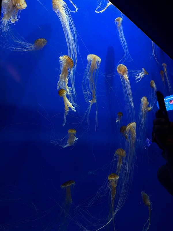 Evening visitors document marine exhibits at Georgia Aquarium