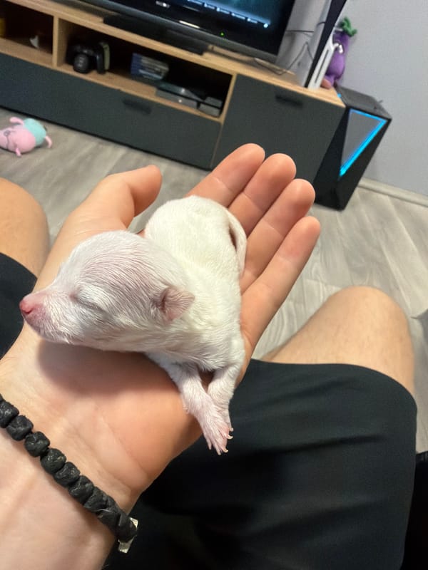 Newborn white puppy, first hours of life, Sofia suburb