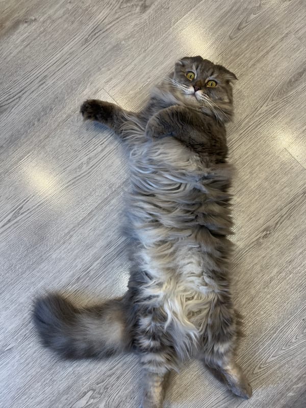Grey folded-ear cats relaxing on a wooden floor