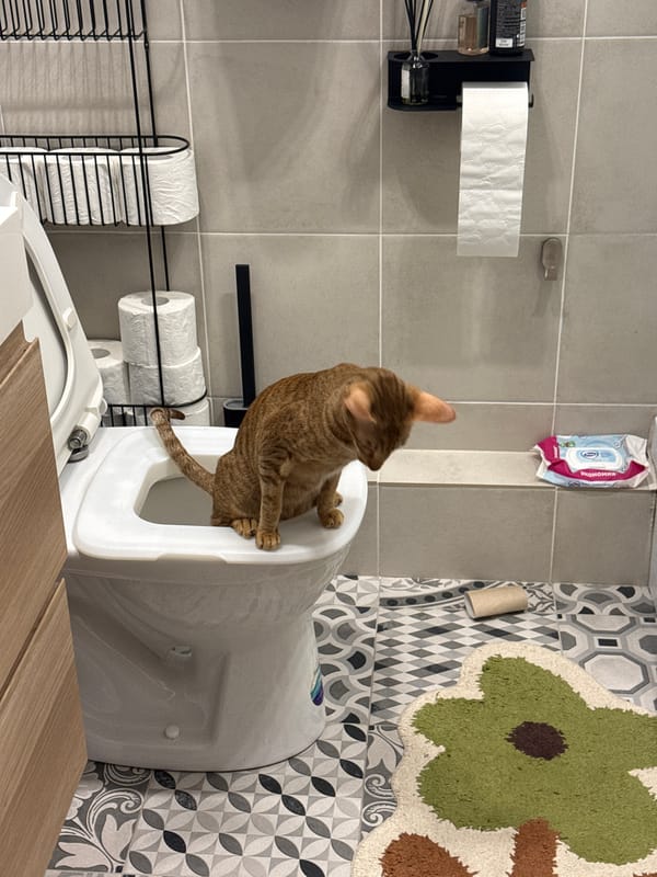 Cat found perched on toilet seat in Moscow bathroom