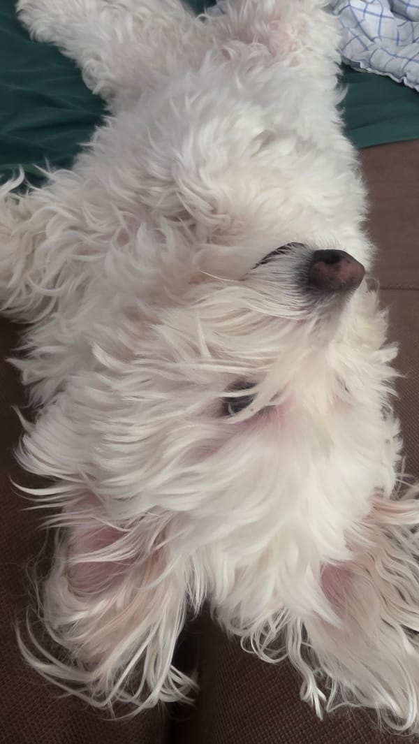 White dog observes guinea pig in Bulgarian home