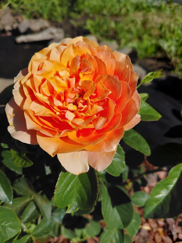 Roses, blue skies, and a good morning from Novosibirsk