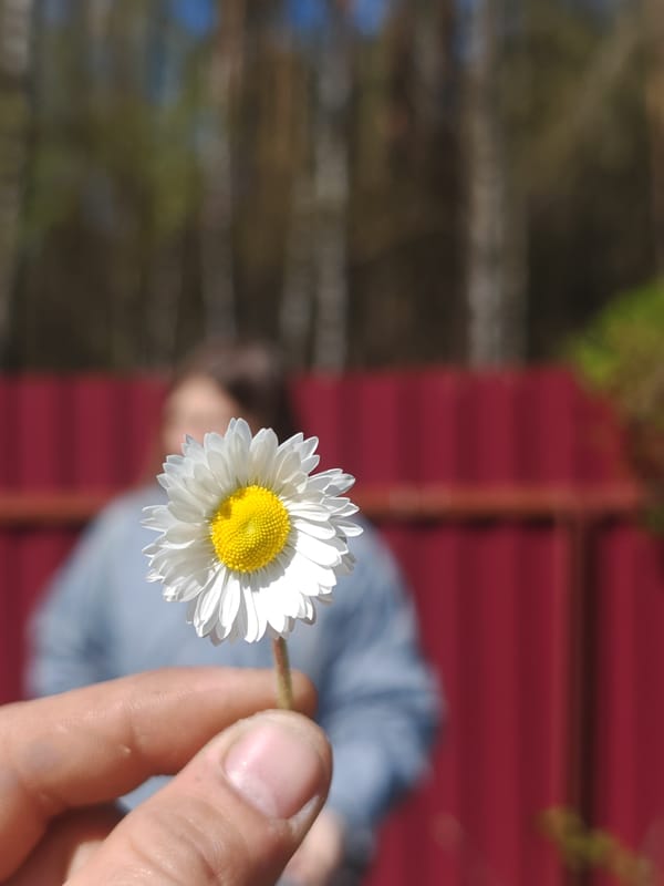 Person holds white daisy in Belarus countryside