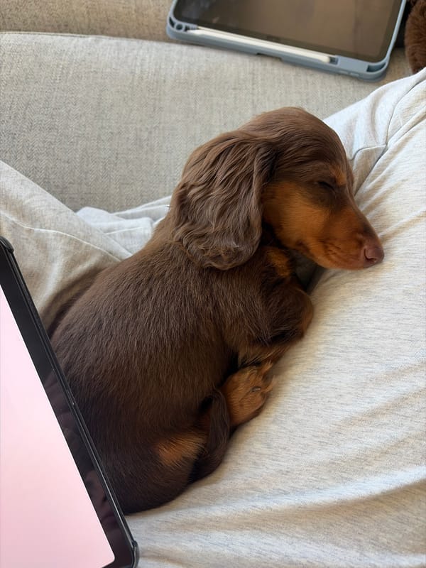 Man with dachshund puppy spotted in Montreal afternoon