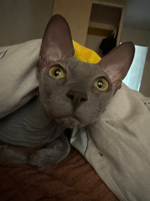 Sphynx cat enjoys quiet morning moments in Votkinsk home