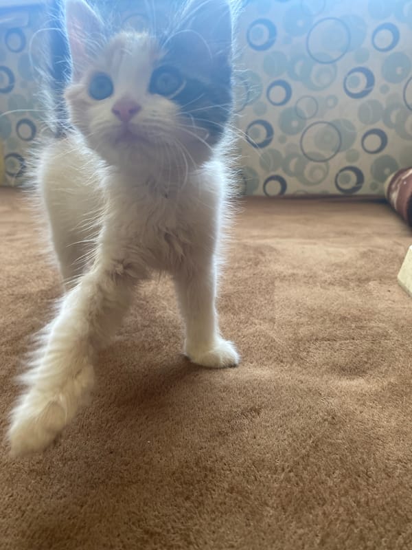 Indoor scenes captured: white kitten and tabletop still life