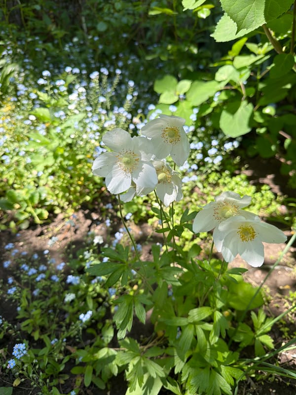 White flowers bloom in Moldovan garden setting