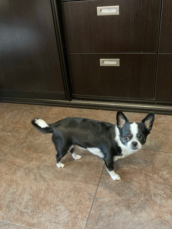 Home pets lounging: Boston Terrier moments and a backyard aquarium