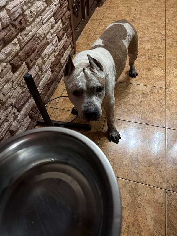 Dog rests and drinks from bowl on tile floor