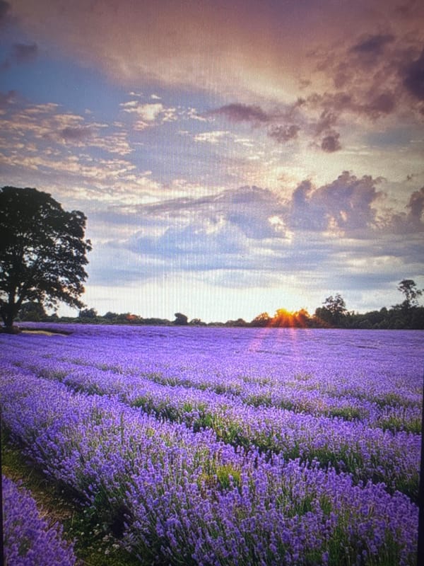 Lavender, balloons, and seed fields across Kazakhstan's open landscape