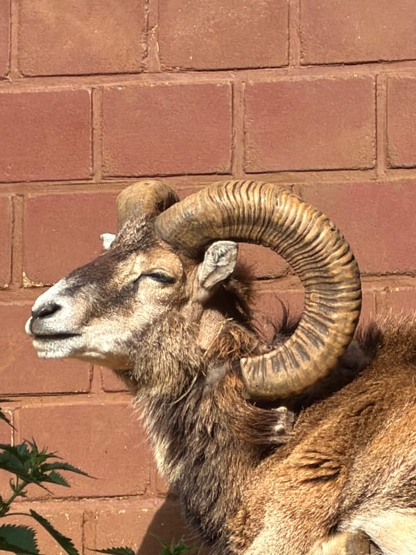 Taxidermied ram head spotted on brick wall in Luxembourg