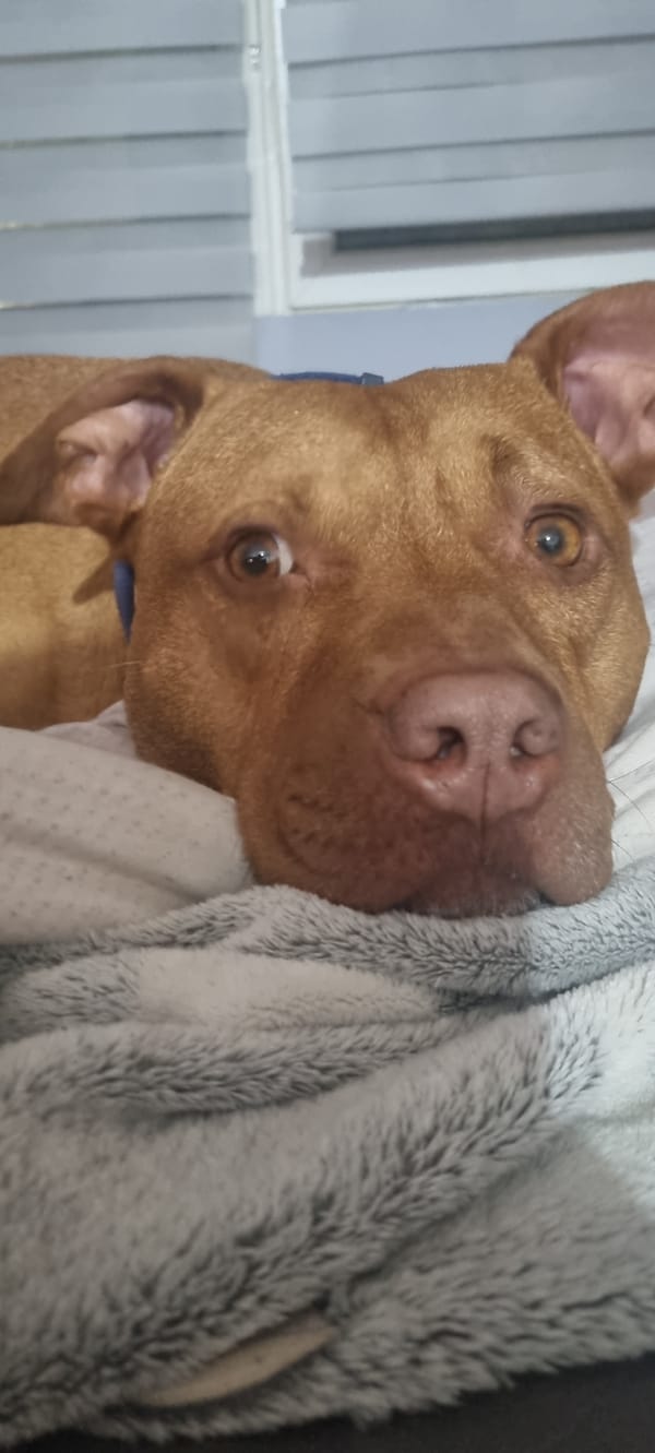 Dog rests peacefully on blankets in Sofia home