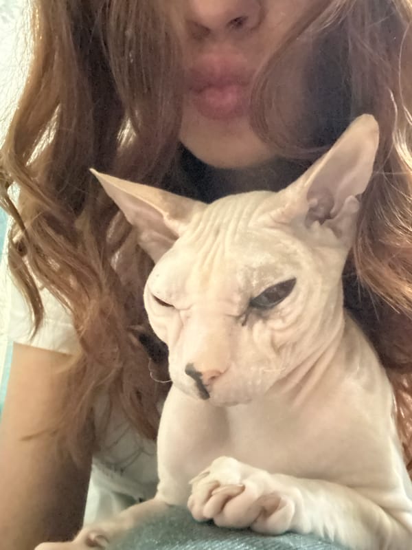 Quiet morning with a Sphynx cat in Togliatti