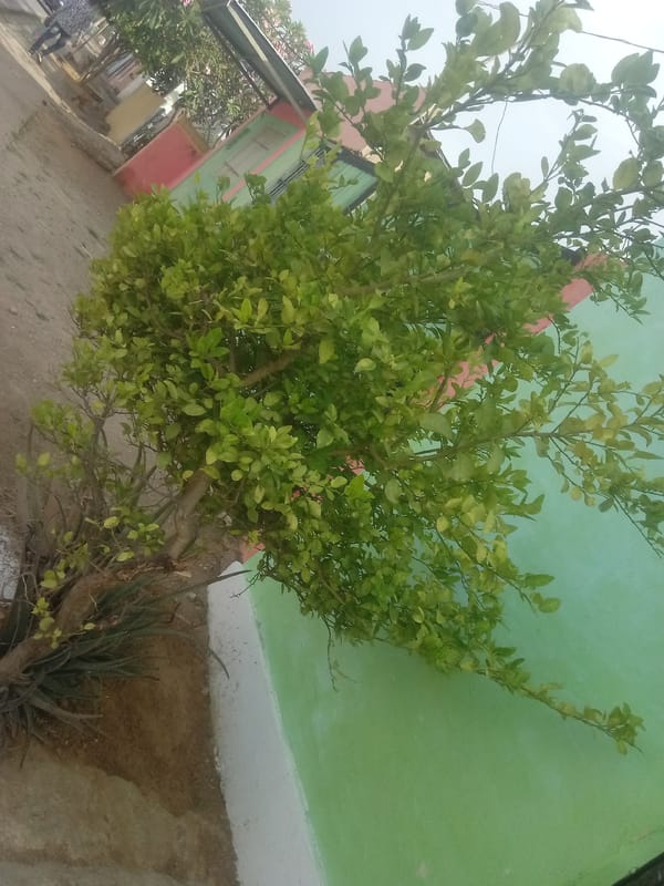 Tree spotted next to colorful building in Juan Griego