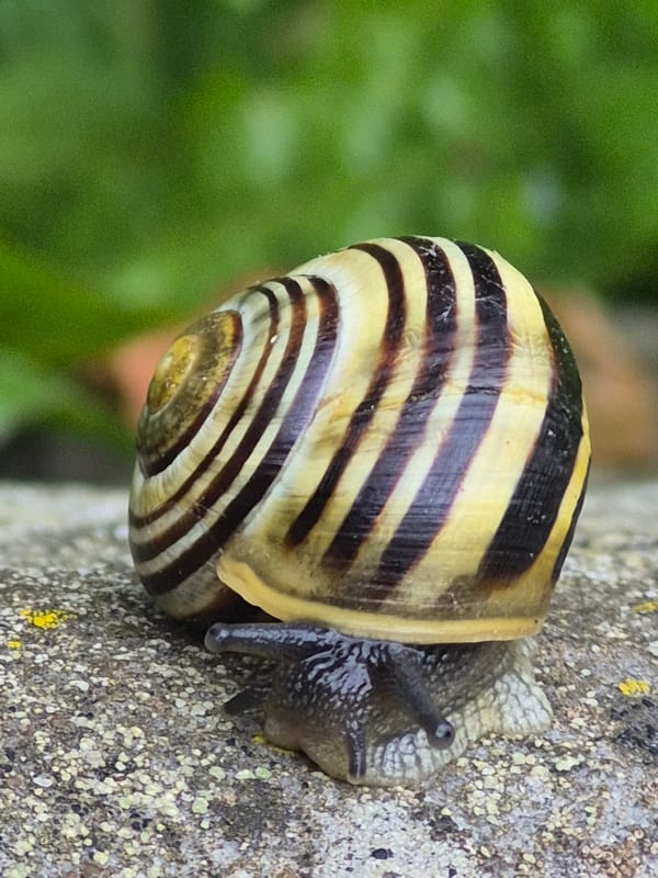 Garden snails, slugs, butterflies, and a cat in a backyard