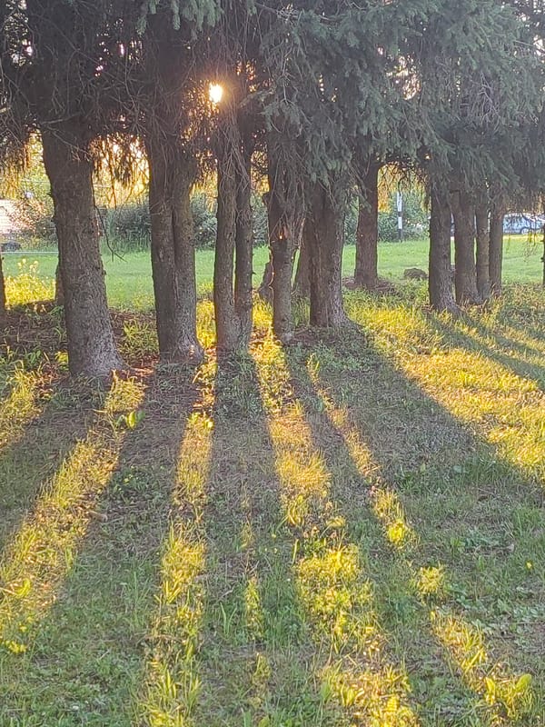 Evergreen-lined park path glowing in late afternoon light