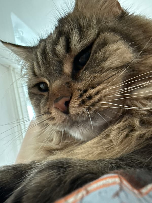 Relaxed striped cat photographed in close-up in Izhevsk