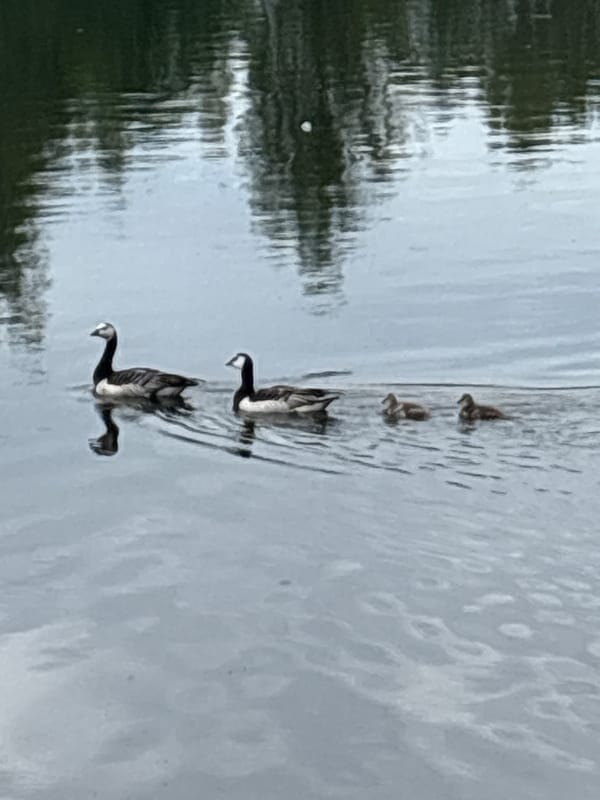 Summer morning walk through Sibelius Park in Lahti, Finland