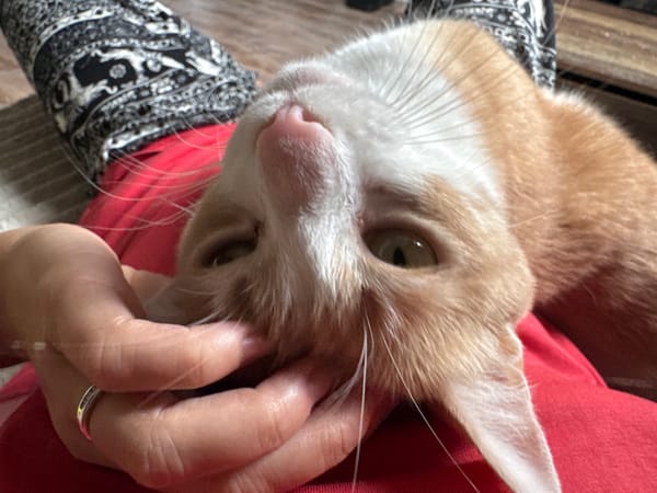 Lazy afternoon with an orange cat in Wattrelos