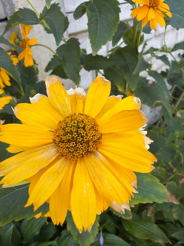 Sunny morning walk with flowers, street scenes, and selfies
