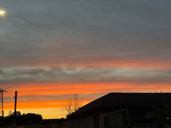 Cats and a slow sunset in a quiet residential evening