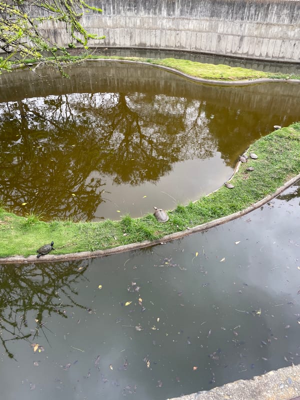 Caracas zoo and park visit documented by witness