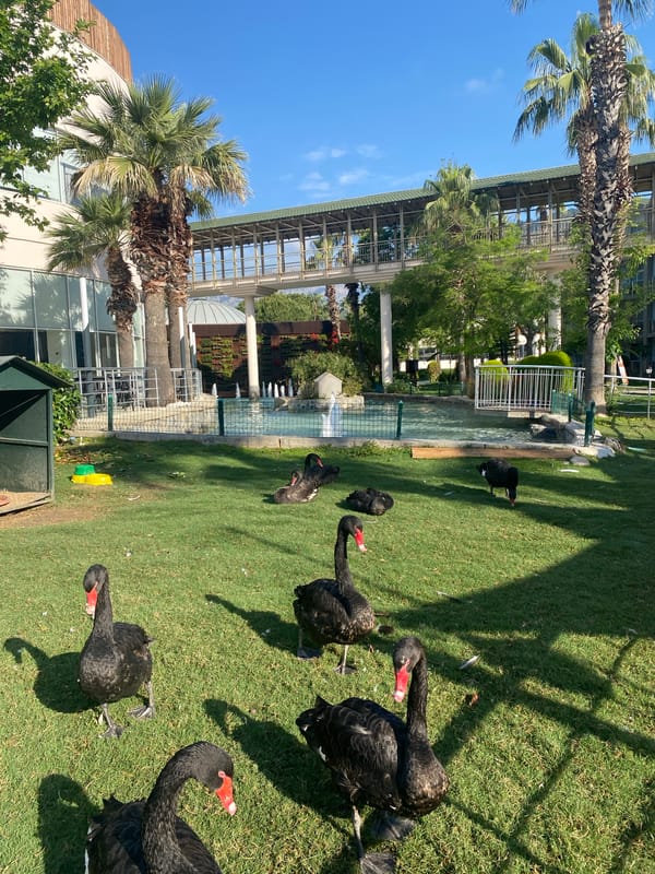 Black swans spotted in Kemer park on sunny morning