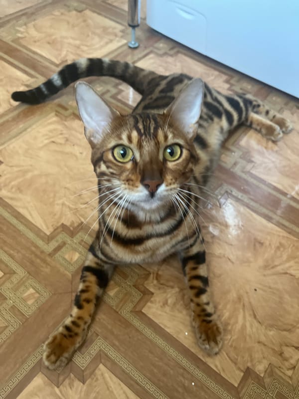 Bengal cat on a city windowsill, watching the world outside