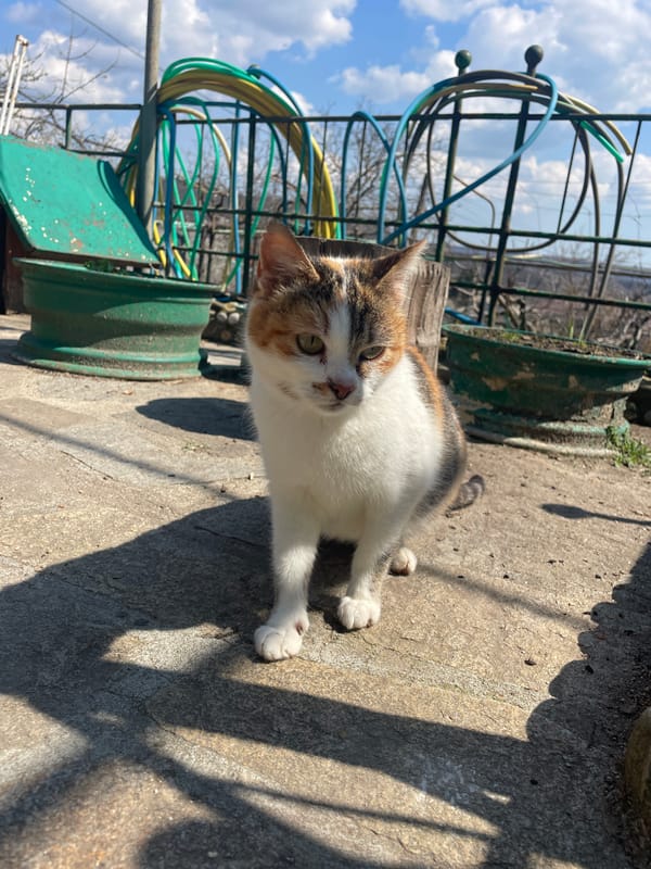 Woman photographed in car, cat spotted near playground in Dobrogled